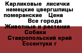 Карликовые “лисички“  немецкие цвергшпицы/померанские › Цена ­ 35 000 - Все города Животные и растения » Собаки   . Ставропольский край,Ессентуки г.